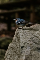 P&aacute;jaro Pinz&oacute;n azul de La Palma, natural de Islas Canarias