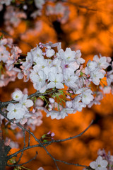 An electronic flash photographed cherry blossoms.