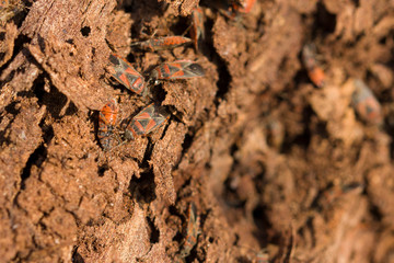 Common Fire Bug,Pyrrhocoris apterus, tree bark