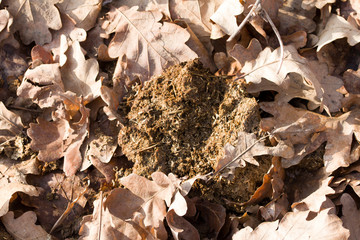 Cowpat Cow Droppings