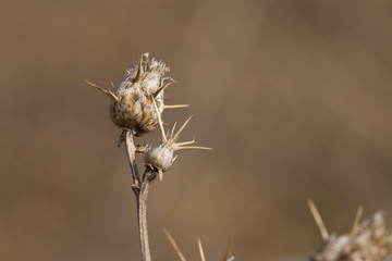 dry branches and spines;