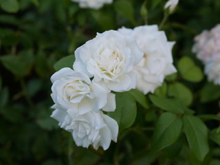 A few small blooming white rose flowers on a background of green leaves in the garden on a summer evening. The evening scent of flowers.