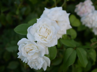 A few small blooming white rose flowers on a background of green leaves in the garden on a summer evening. The evening scent of flowers.