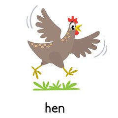 Chicken or hen vector illustration. Farm animals