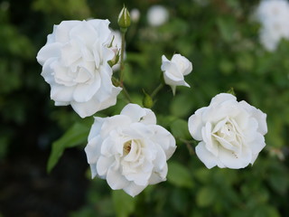 A few small blooming white rose flowers on a background of green leaves in the garden on a summer evening. The evening scent of flowers.