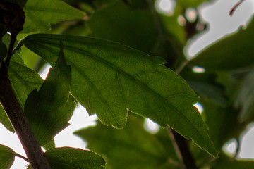 green leaves of a tree, close up and full frame