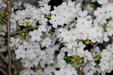 An electronic flash photographed cherry blossoms.