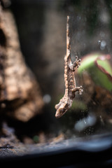 Leopard gecko lizard close up macro. Cute gecko portrait Leopard gecko on the rock on glass dof sharp focus space for text macro reptile jungle aquarium home pet