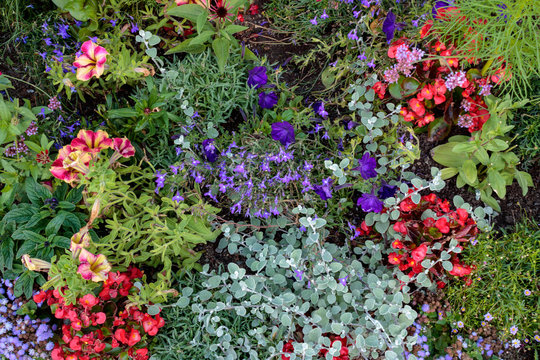 Colorful flowerbed with different flowers in the garden, full frame