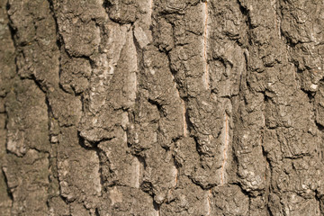 Wood bark texture. Part of a tree in daylight. The invoice for designers.