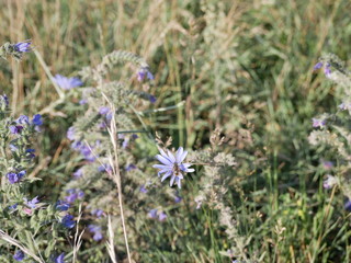 Obraz premium A bee sits in the center of a small blue flower on a background of green grass. The scent of wild flowers in a meadow on a Sunny summer day attracts insects.