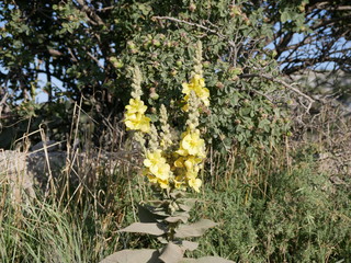 Yellow Verbascum flowers on a stem with green leaves on a Sunny summer day. Torchweed blooms on a background of green grass. medicinal herbs grow in the meadow.