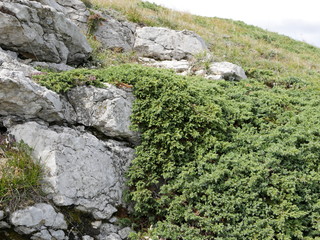 Juniper bushes on huge boulders in the mountains against a blue sky with clouds on a Sunny summer day.
