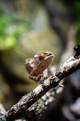 Chameleons lizard on stick stone walking looking eyes dof sharp focus space for text macro reptile jungle aquarium home pet cute