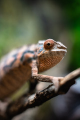 Chameleons lizard on stick stone walking looking eyes dof sharp focus space for text macro reptile jungle aquarium home pet cute