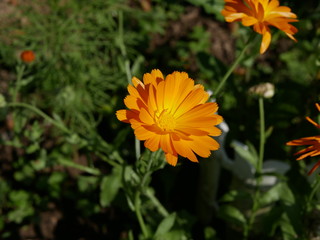 Blooming orange flower of calendula officinalis on a Sunny summer day. Many orange petals of the medicinal plant. Raw materials for alternative medicine.
