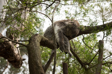 Koala in Phillip Island, Victoria, Australia