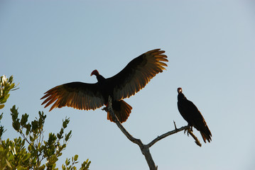 Turkey vulture. vulture sits on a branch