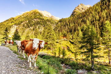 Fototapeta na wymiar Free ranging cattle on a mountain pasture in Carinthia, Austrian Alps