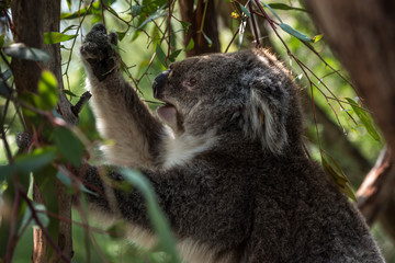 Koala in Phillip Island, Victoria, Australia