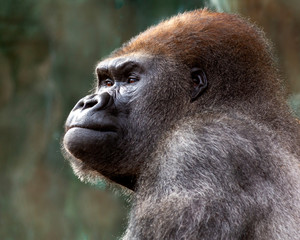 close up portrait of a gorilla in a calm reflective moment