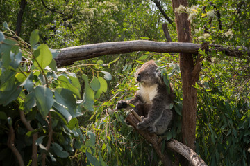 Koala in Phillip Island, Victoria, Australia