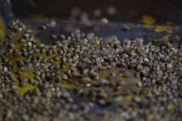 Scientist pours hemp seeds from a beaker into an iron tank