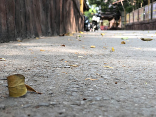 Autumn leaf on concrete floor. Fallen autumn leaf on concrete cracked gray floor.