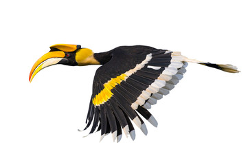 Great Hornbill flying isolated on white background © chamnan phanthong