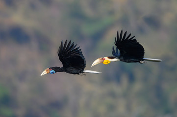 Wreathed Hornbill flying in nature ,male and female