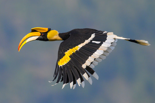 Great Hornbill Images – Browse 3,432 Stock Photos, Vectors, and Video | Adobe Stock