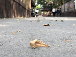 Autumn leaf on concrete floor. Fallen autumn leaf on concrete cracked gray floor