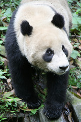 Giant panda in china 