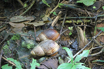 Two Giant snails in the rainforest of Ecuador