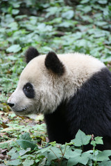 Obraz premium Giant panda in china 
