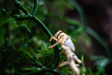Macro of a bright coloured grasshopper sitting on grass dark green dof sharp focus space for text macro reptile jungle aquarium home pet cute