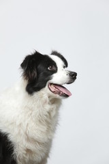 border collie makes various expressions and movements against A white background.