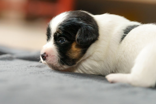 Few days old dog in a studio photo session. Jack Russell terrier puppy. Little white dog. Beautiful blurry lights.