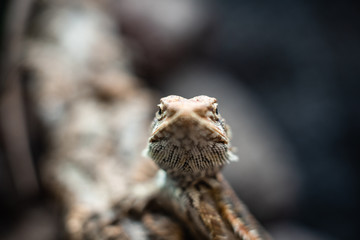Green lizard long tail standing on a piece of wood dof sharp focus space for text macro reptile jungle aquarium home pet