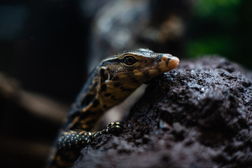 portrait of live monitor lizard varan dof sharp focus space for text macro reptile jungle aquarium home pet