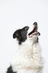 border collie makes various expressions and movements against A white background.