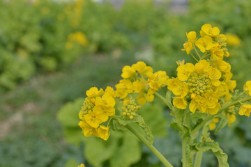 菜の花