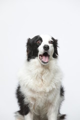 Naklejka na ściany i meble border collie makes various expressions and movements against A white background.