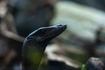 portrait of live monitor lizard varan dof sharp focus space for text macro reptile jungle aquarium home pet