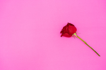 Red rose on the pink color background,