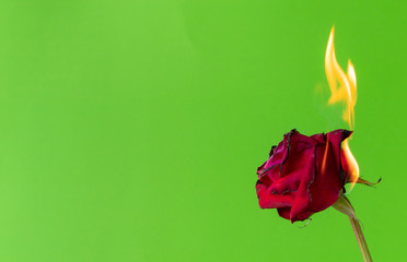 Red rose and fire on green background,
