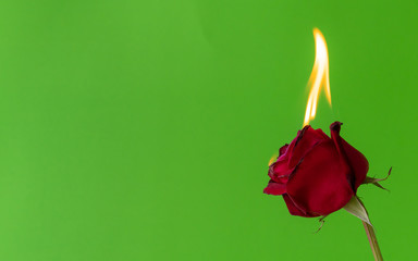 Fire and red rose on green background,