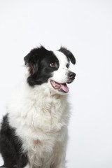 border collie makes various expressions and movements against A white background.