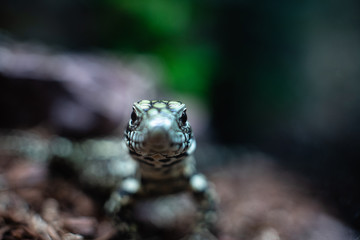 Green lizard long tail standing on a piece of wood dof sharp focus space for text macro reptile...