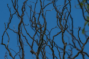 Leafless, twisted tree branches, with blue sky background